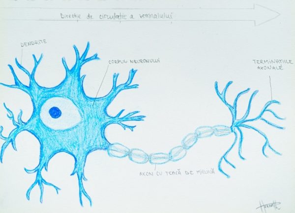 Structura unui neuron